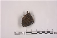 藏品(卵葉紫萼苔)的圖片